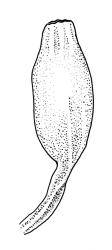 Macromitrium brevicaule, capsule, dry. Redrawn with permission from Vitt (1983, cited as M. wattsii).
 Image: R.C. Wagstaff © All rights reserved. Redrawn with permission from Vitt (1983). 